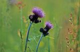 Ostrożeń łąkowy Cirsium rivulare)