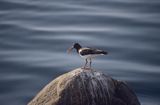 Ostrygojad, Haematopus ostralegus