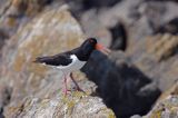 Ostrygojad Haematopus ostralegus)