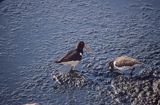 Ostrygojad, Haematopus ostralegus, w czasie żerowania