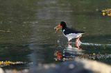 Ostrygojad zwyczajny, ostrygojad, Haematopus ostralegus, Południowa Norwegia, Skagerrak