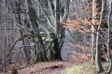 las na Otrycie, Bieszczady