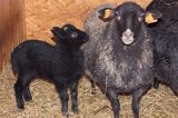 owce rasy wrzosówka sheep, wrzosowka breed