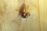 Kątnik domowy, pająk domowy łąć: Tegenaria atrica)