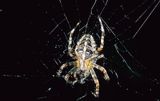 pająk krzyżak, Araneidae