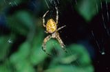 pająk krzyżak, Araneidae