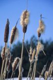 pałka wodna szerokolistna Typha latifolia)