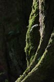 paproć, paprotka zwyczajna Polypodium vulgare
