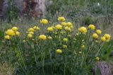 Trollius altissimus pełnik alpejski)