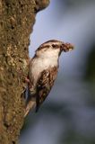 pełzacz leśny Certhia familiaris