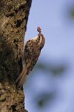 pełzacz leśny Certhia familiaris