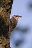 pełzacz leśny Certhia familiaris