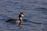 perkoz dwuczuby Podiceps cristatus z rybką