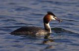 perkoz dwuczuby Podiceps cristatus z rybką