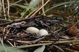 perkoz dwuczuby Podiceps cristatus gniazdo z jajami