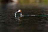 perkoz dwuczuby, Podiceps cristatus, z rybką