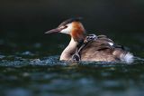 perkoz dwuczuby, Podiceps cristatus, z pisklętami