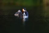 perkoz dwuczuby, Podiceps cristatus, z pisklętami