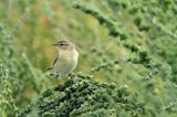 Perwiosnek, Phylloscopus collybita