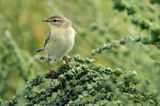 pierwiosnek zwyczajny Phylloscopus collybita