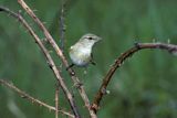 piecuszek Phylloscopus trochilus