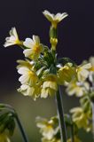 pierwiosnek wyniosły, Primula elatior pierwiosnka wyniosła