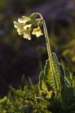 pierwiosnek wyniosły, Primula elatior pierwiosnka wyniosła