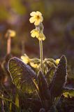 pierwiosnek wyniosły, Primula elatior pierwiosnka wyniosła