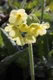 pierwiosnek wyniosły, Primula elatior pierwiosnka wyniosła