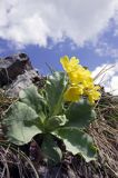 Pierwiosnka Łyszczak Primula auricula