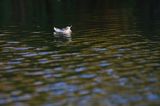 piórko, łabędź niemy, Cygnus olor