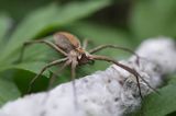 pająk darownik przedziwny /pająk namiotnik/ Pisaura mirabilis