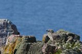 Mewy srebrzyste, Larus argentatus, pisklęta