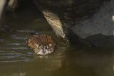 Piżmak amerykański, piżmak, piżmoszczur, szczur piżmowy, Ondatra zibethicus