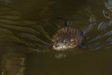 Piżmak amerykański, piżmak, piżmoszczur, szczur piżmowy, Ondatra zibethicus