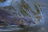 Piżmak amerykański, piżmak, piżmoszczur, szczur piżmowy, Ondatra zibethicus