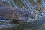 Piżmak amerykański, piżmak, piżmoszczur, szczur piżmowy, Ondatra zibethicus