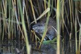 Piżmak amerykański, piżmak, piżmoszczur, szczur piżmowy, Ondatra zibethicus