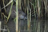 Piżmak amerykański, piżmak, piżmoszczur, szczur piżmowy, Ondatra zibethicus