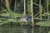 Piżmak amerykański, piżmak, piżmoszczur, szczur piżmowy, Ondatra zibethicus