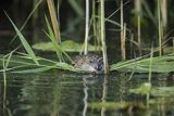 Piżmak amerykański, piżmak, piżmoszczur, szczur piżmowy, Ondatra zibethicus