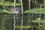 Piżmak amerykański, piżmak, piżmoszczur, szczur piżmowy, Ondatra zibethicus