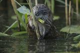 Piżmak amerykański, piżmak, piżmoszczur, szczur piżmowy, Ondatra zibethicus