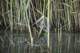 Piżmak amerykański, piżmak, piżmoszczur, szczur piżmowy, Ondatra zibethicus