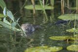 Piżmak amerykański, piżmak, piżmoszczur, szczur piżmowy, Ondatra zibethicus