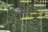 Piżmak amerykański, piżmak, piżmoszczur, szczur piżmowy, Ondatra zibethicus