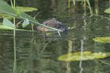 Piżmak amerykański, piżmak, piżmoszczur, szczur piżmowy, Ondatra zibethicus