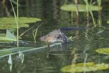 Piżmak amerykański, piżmak, piżmoszczur, szczur piżmowy, Ondatra zibethicus