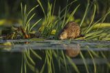 Piżmak amerykański, piżmak, piżmoszczur, szczur piżmowy, Ondatra zibethicus