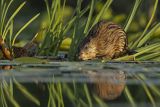 Piżmak amerykański, piżmak, piżmoszczur, szczur piżmowy, Ondatra zibethicus